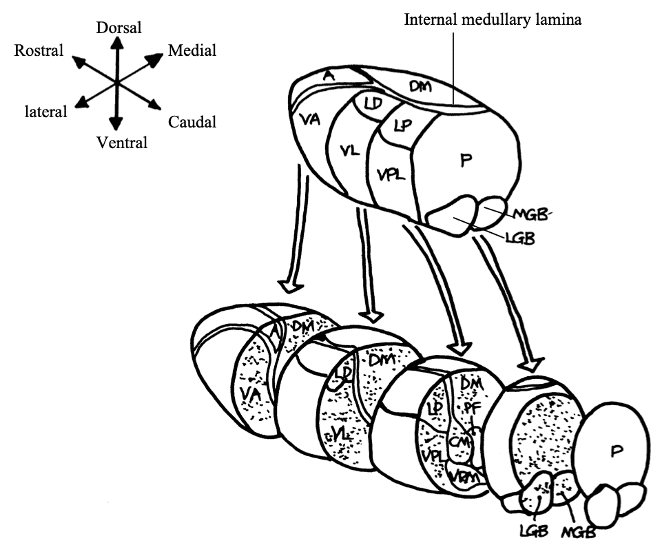 Source Mihailoff & Haines 1997 Exploded view of the dorsal thalamus, illustrating the organisation of thalamic nuclei.